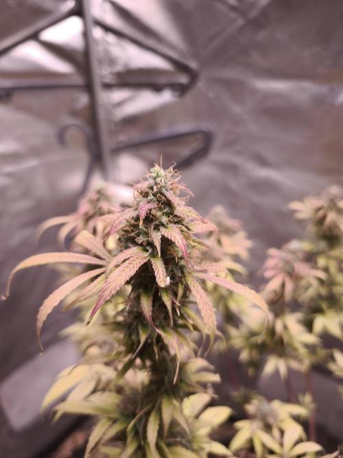 Auto AK-47 XL@DivineSeeds. Week 13