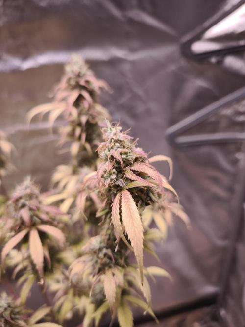 Auto AK-47 XL@DivineSeeds. Week 13