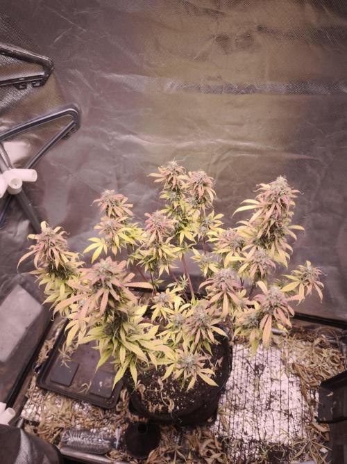 Auto AK-47 XL@DivineSeeds. Week 13