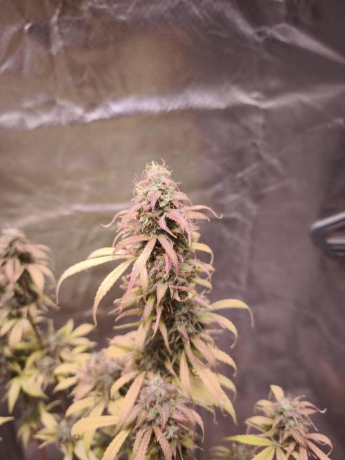 Auto AK-47 XL@DivineSeeds. Week 13