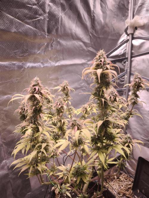 Auto AK-47 XL@DivineSeeds. Week 13