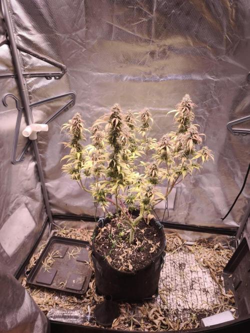 Auto AK-47 XL@DivineSeeds. Week 13