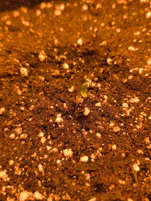 Northern dragon fuel Auto@SSSC. Week 0