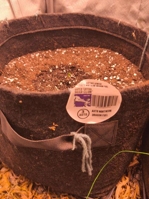 Northern dragon fuel Auto@SSSC. Week 0