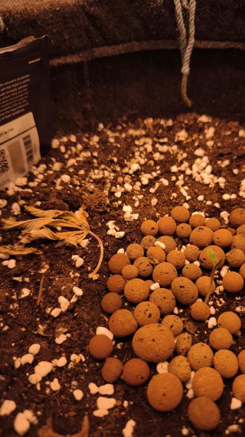 Apricot Auto@FastBuds. Week 0