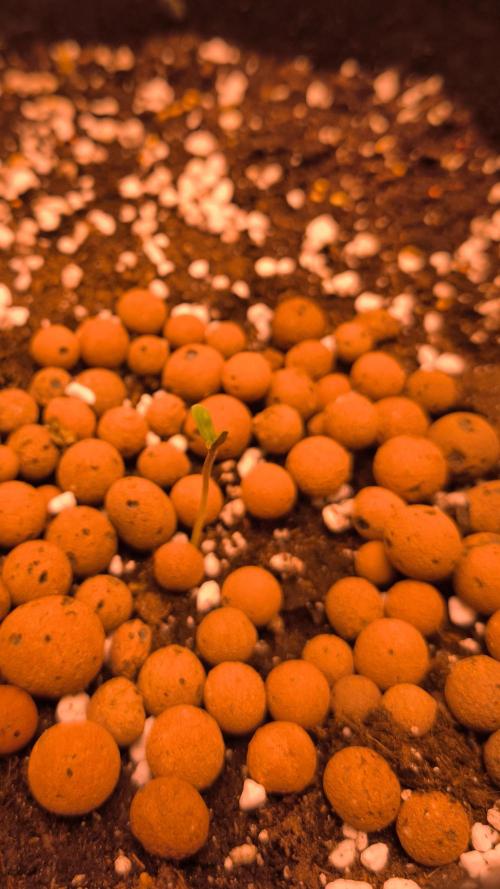 Apricot Auto@FastBuds. Week 0