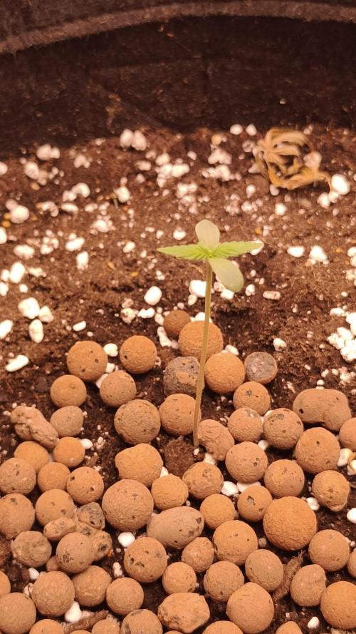 Northern dragon fuel Auto@SSSC. Week 0