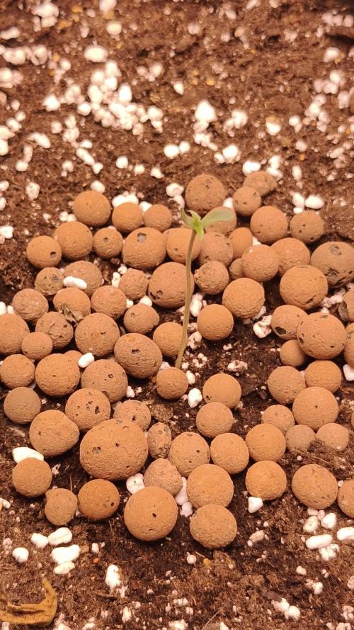 Apricot Auto@FastBuds. Week 0