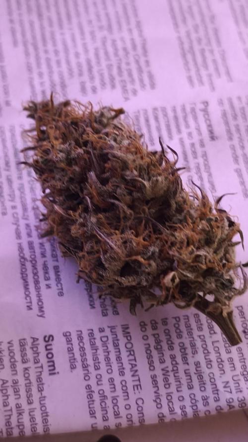 Auto Banana Blaze@Dutch Passion. Week 13