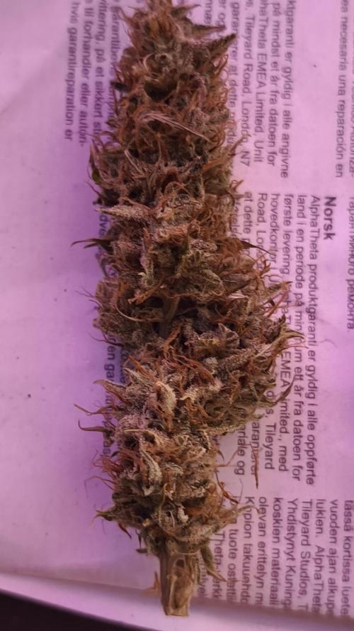 Auto AK-47 XL@DivineSeeds. Week 14