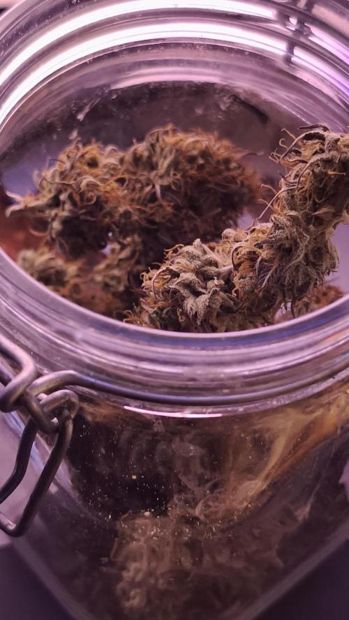 Auto AK-47 XL@DivineSeeds. Week 14