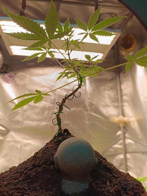 Kannabonsai@KANNABIA 🐉🧡. Week 16