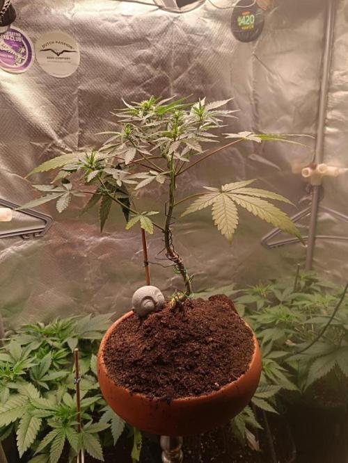 Kannabonsai@KANNABIA 🐉🧡. Week 16