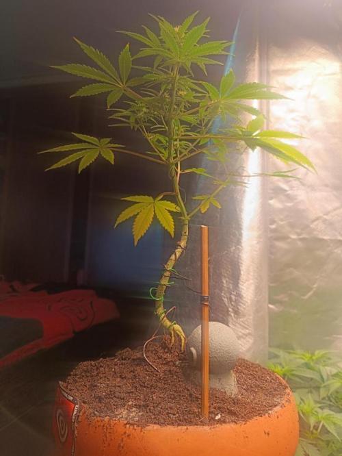 Kannabonsai@KANNABIA 🐉🧡. Week 16