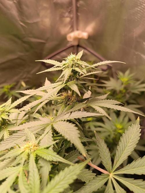 Kannabonsai@KANNABIA 🐉🧡. Week 16