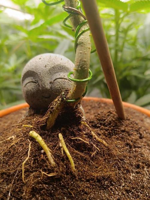 Kannabonsai@KANNABIA 🐉🧡. Week 16