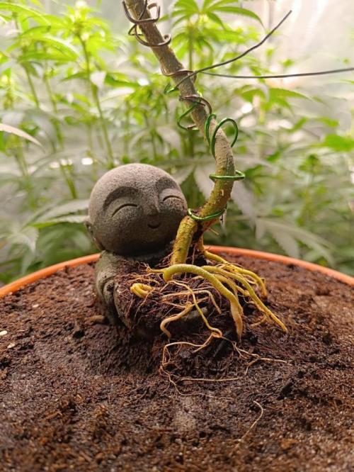 Kannabonsai@KANNABIA 🐉🧡. Week 16