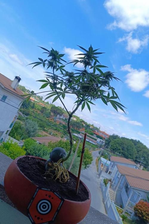 Kannabonsai@KANNABIA 🐉🧡. Week 16