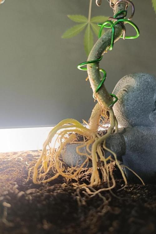 Kannabonsai@KANNABIA 🐉🧡. Week 16