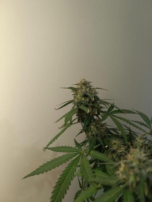 Kannabonsai@KANNABIA 🐉🧡. Week 16