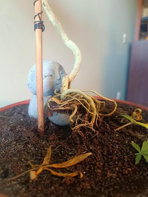 Kannabonsai@KANNABIA 🐉🧡. Week 16