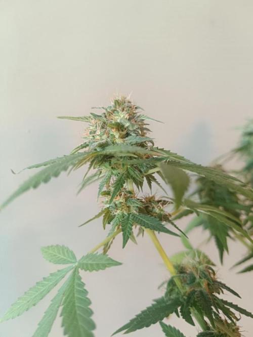 Kannabonsai@KANNABIA 🐉🧡. Week 16