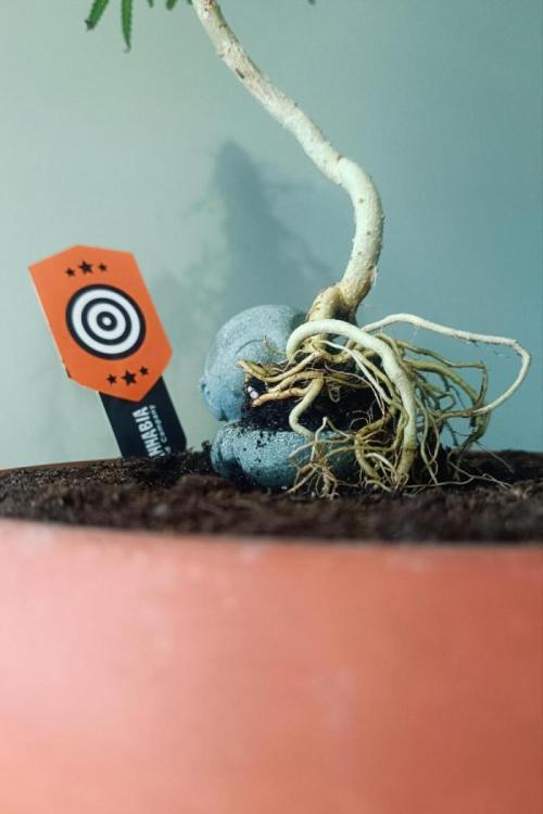 Kannabonsai@KANNABIA 🐉🧡. Week 16