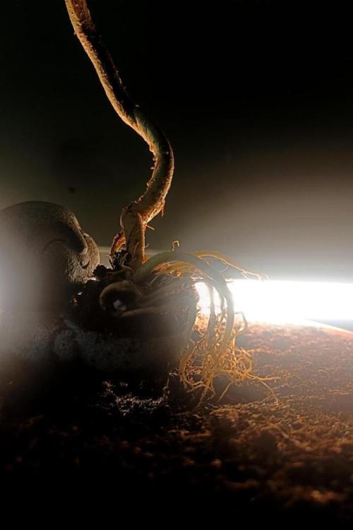 Kannabonsai@KANNABIA 🐉🧡. Week 16