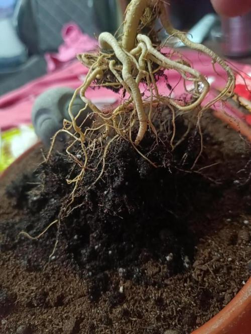 Kannabonsai@KANNABIA 🐉🧡. Week 16