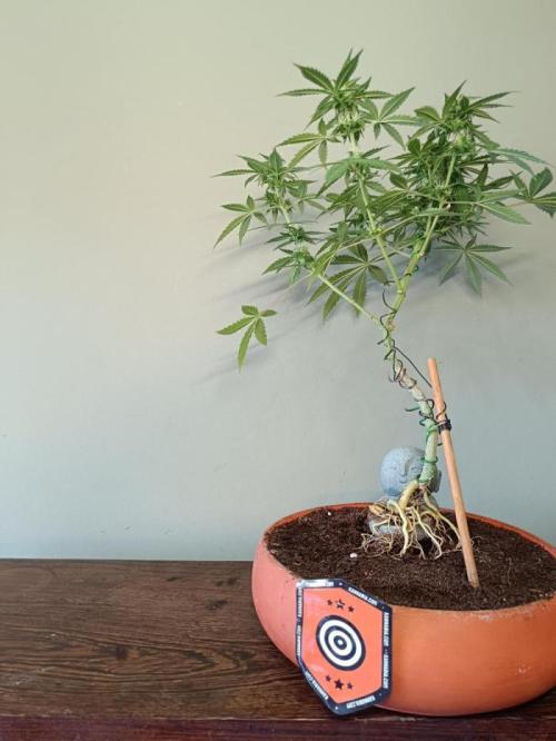 Kannabonsai@KANNABIA 🐉🧡. Week 16