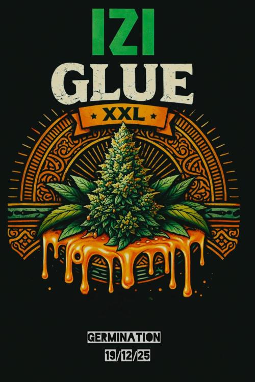 Glue XXL Auto@IZI. Week 0