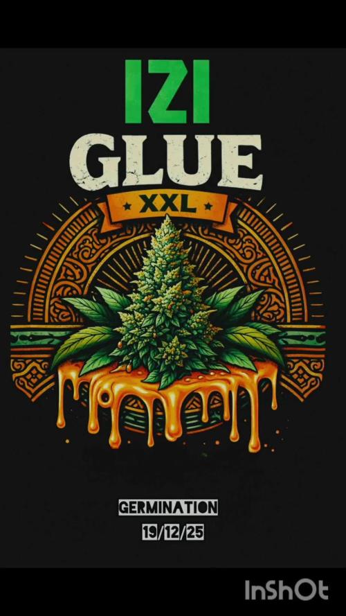 #FAILED Glue XXL Auto@IZI
