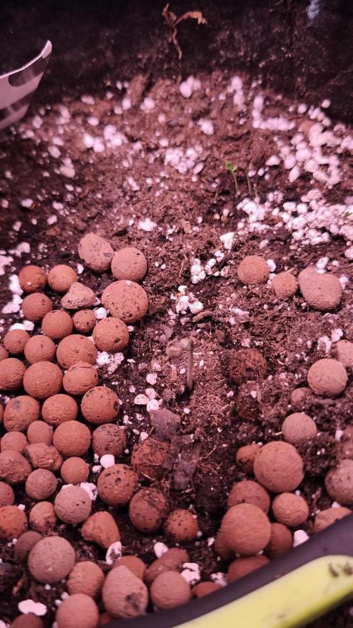 Glue XXL Auto@IZI. Week 0