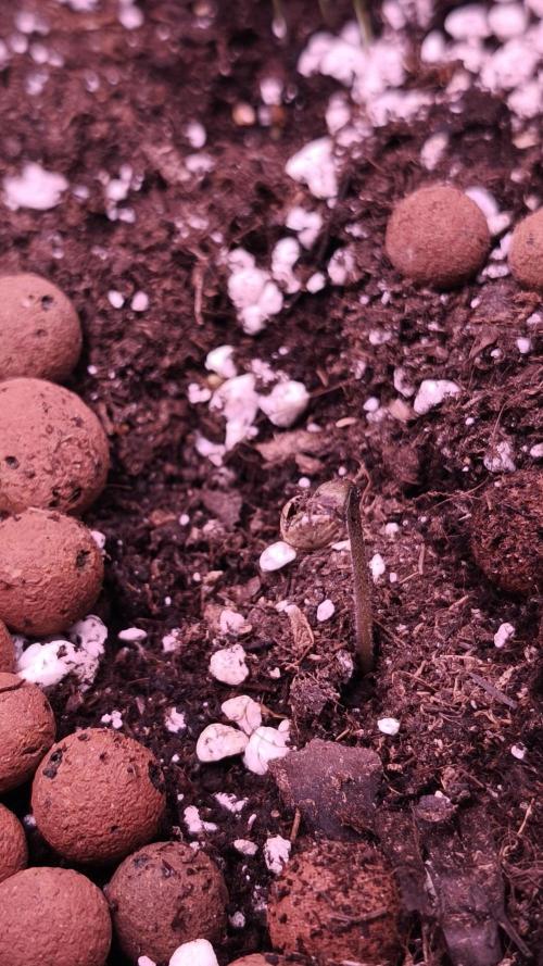 Glue XXL Auto@IZI. Week 0