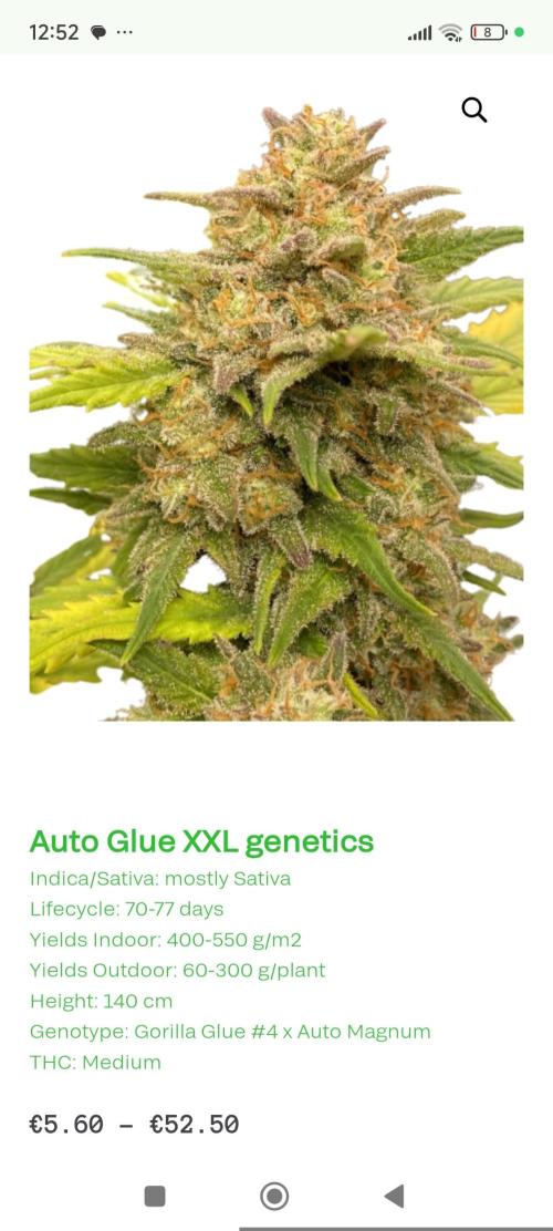 Glue XXL Auto@IZI. Week 0