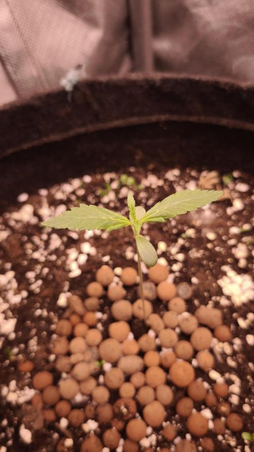 Northern dragon fuel Auto@SSSC. Week 1