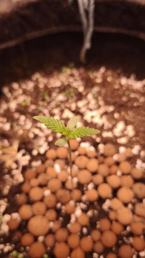 Apricot Auto@FastBuds. Week 1