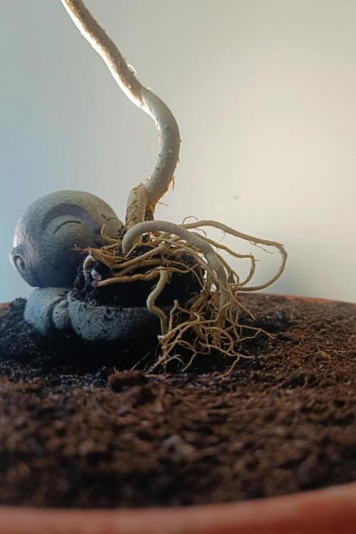 Kannabonsai@KANNABIA 🐉🧡. Week 16