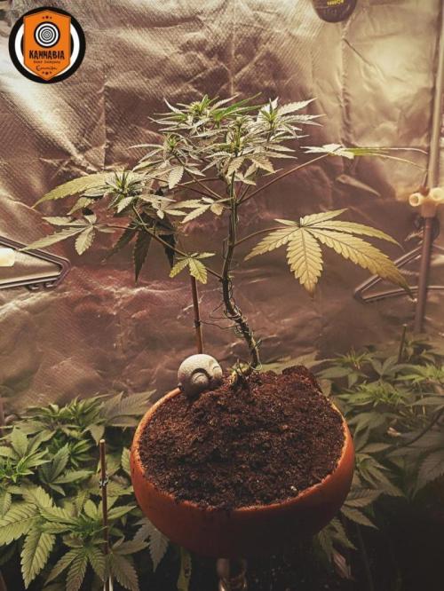 Kannabonsai@KANNABIA 🐉🧡. Week 16