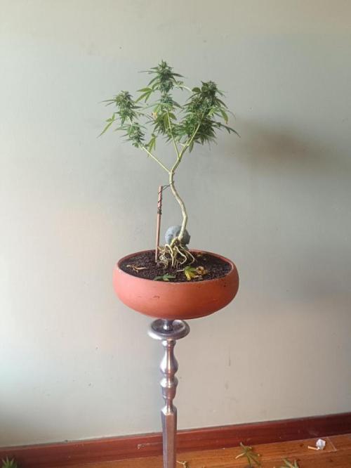 Kannabonsai@KANNABIA 🐉🧡. Week 16