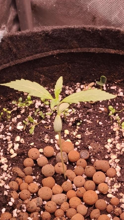 Northern dragon fuel Auto@SSSC. Week 1