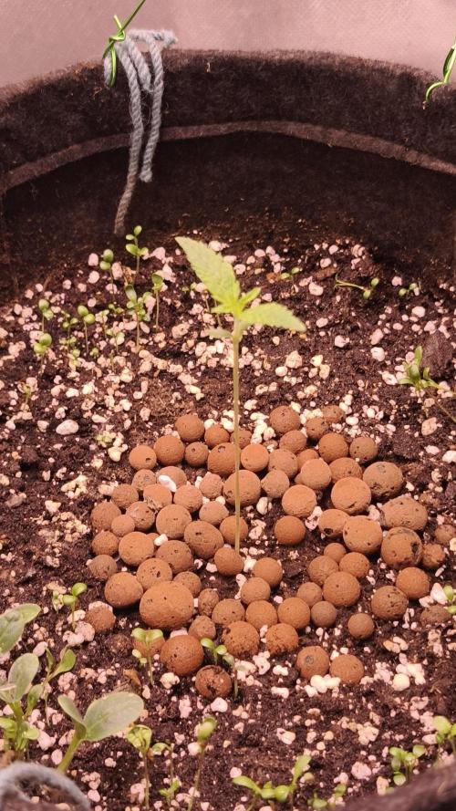 Apricot Auto@FastBuds. Week 1