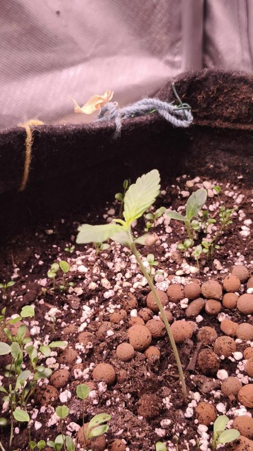 Glue XXL Auto@IZI. Week 1