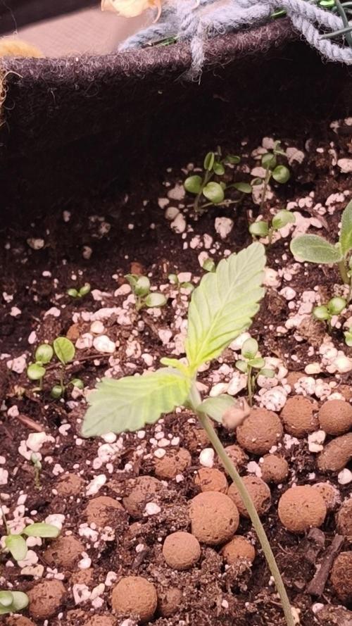 Glue XXL Auto@IZI. Week 1