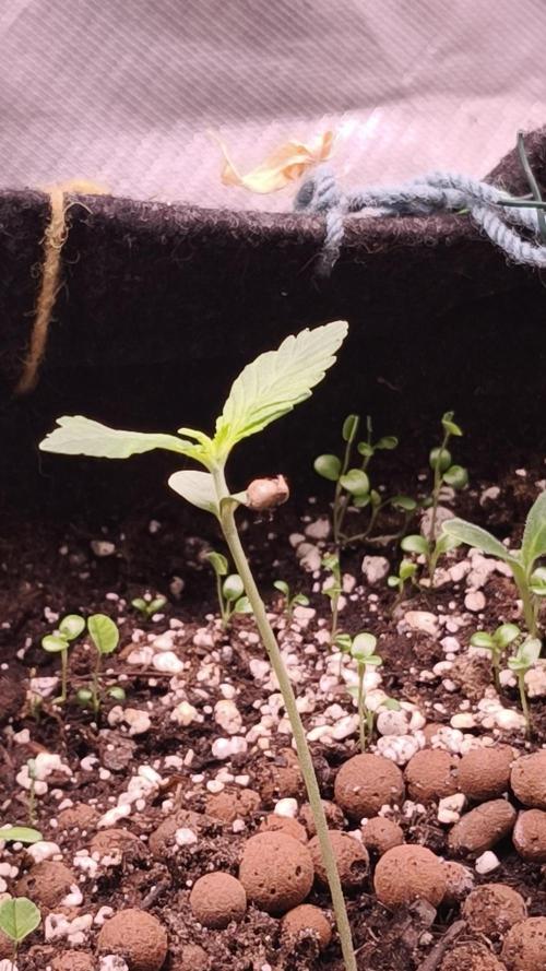 Glue XXL Auto@IZI. Week 1