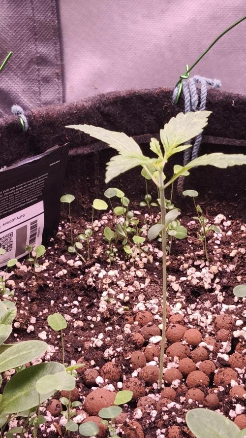 Apricot Auto@FastBuds. Week 2