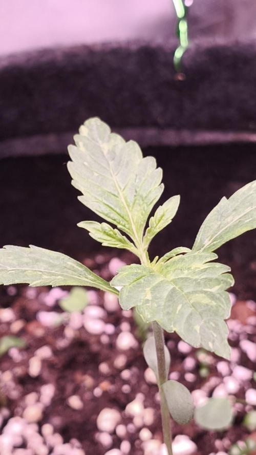 Apricot Auto@FastBuds. Week 2
