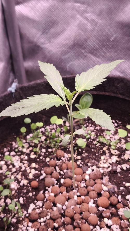 Northern dragon fuel Auto@SSSC. Week 2