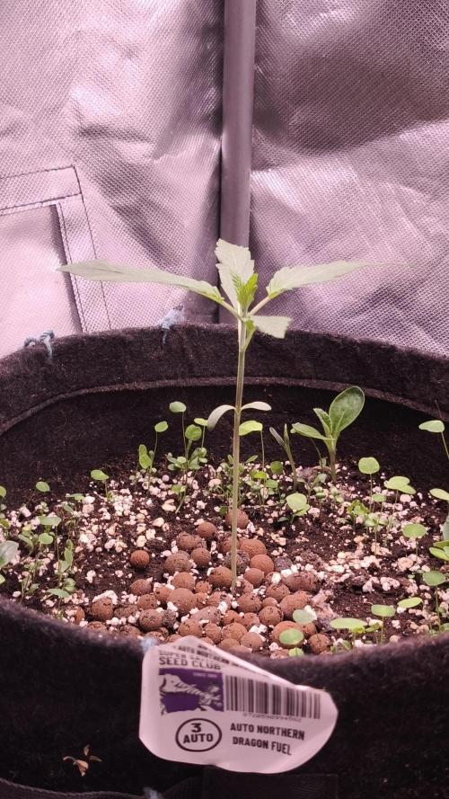 Northern dragon fuel Auto@SSSC. Week 2