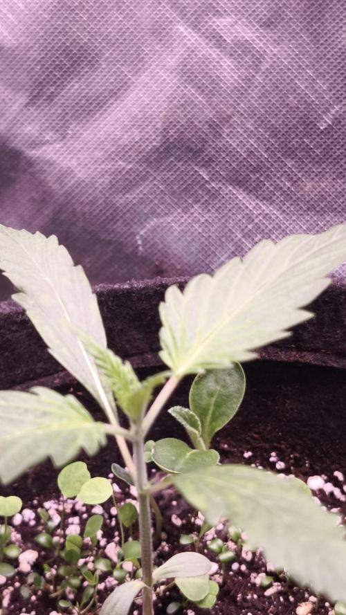 Northern dragon fuel Auto@SSSC. Week 2